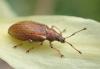 Phyllobius pyri